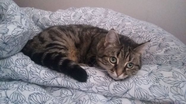 Marceline patoune la chatte enviable